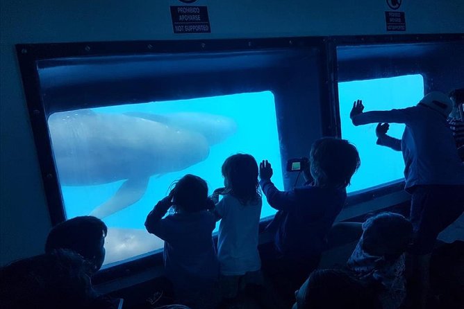 Dolphins Watching in Gibraltar - Day Trip from Seville - Is $130.97 a fair price?
