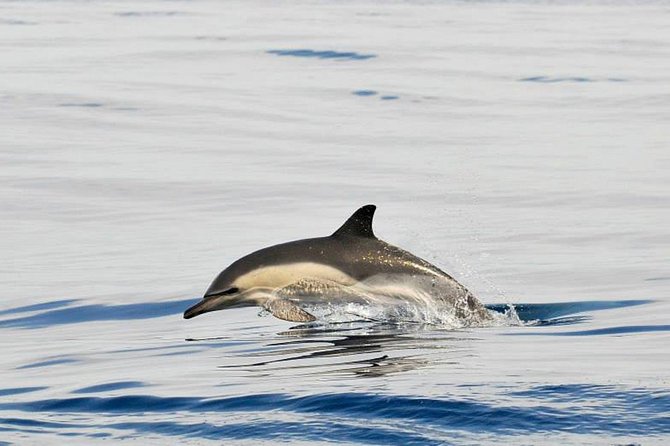 Dolphins Watching in Gibraltar - Day Trip from Seville - Passports, weather, and practical planning