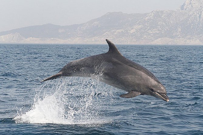 Dolphins Watching in Gibraltar - Day Trip from Seville - Who will enjoy this most