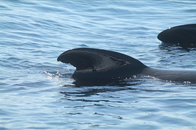 Dolphins Watching in Gibraltar - Day Trip from Seville - Leaving Seville at 9:00 in the morning