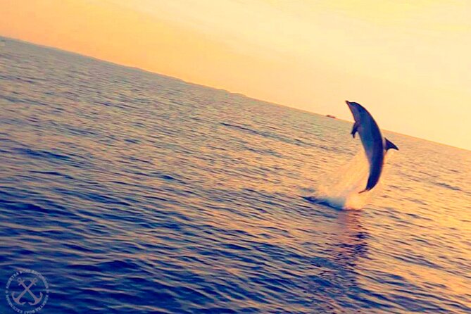 Dolphins Watching in the National Park Brijuni from Pula - Is $56.86 a fair price?