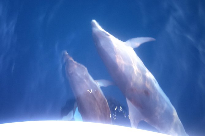 Dolphins Watching in the National Park Brijuni from Pula - A coastal route with Brijuni views