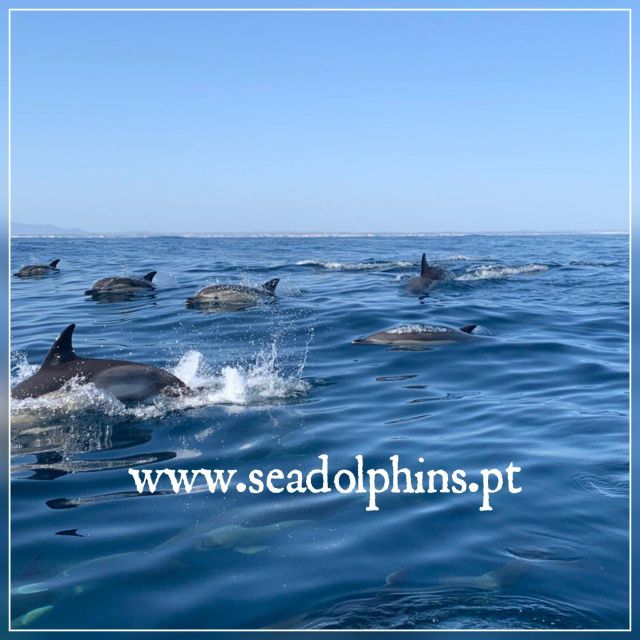 Dolphins Watching - Portimão - Quick reasons to choose this Portimão dolphin trip