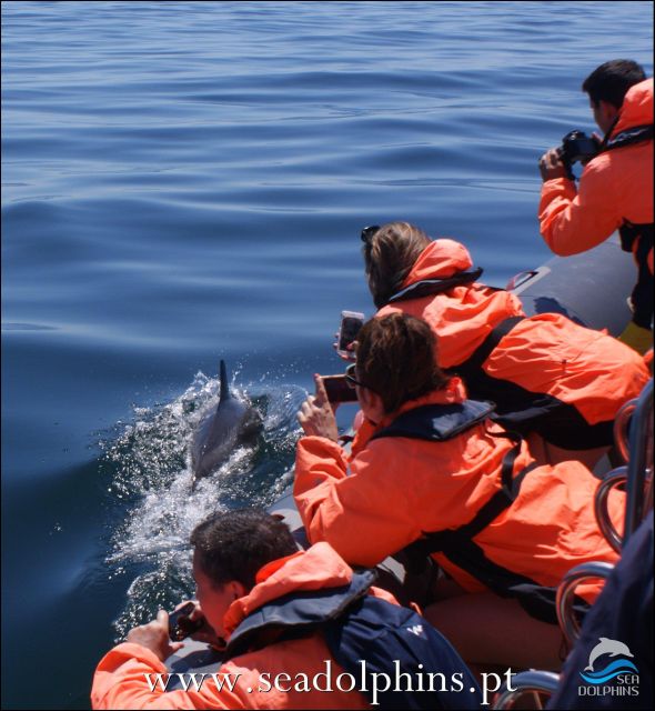 Dolphins Watching - Portimão - Setting out from Quiosque N.º 11 at Praia da Rocha