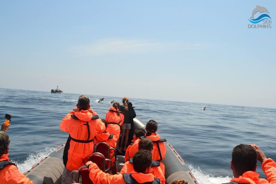 Dolphins Watching - Portimão - The return along Portimão’s coast