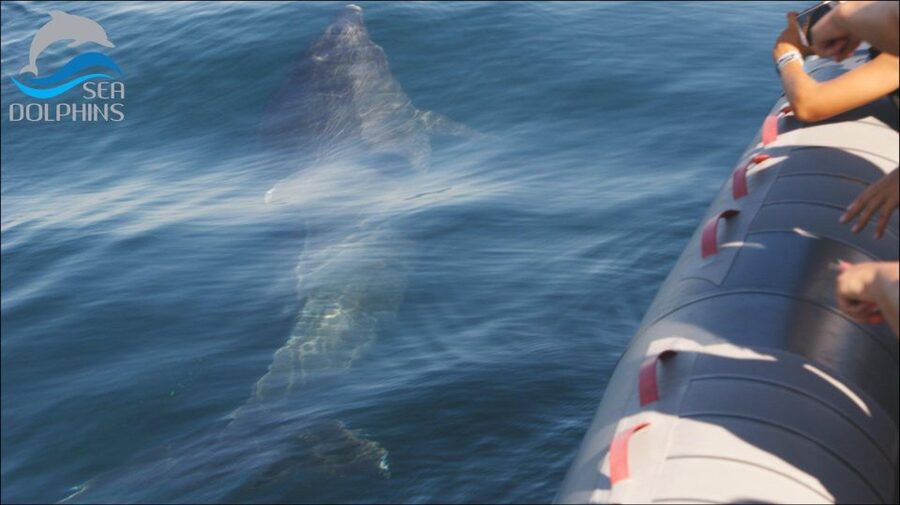 Dolphins Watching - Portimão - What the $41 price gives you