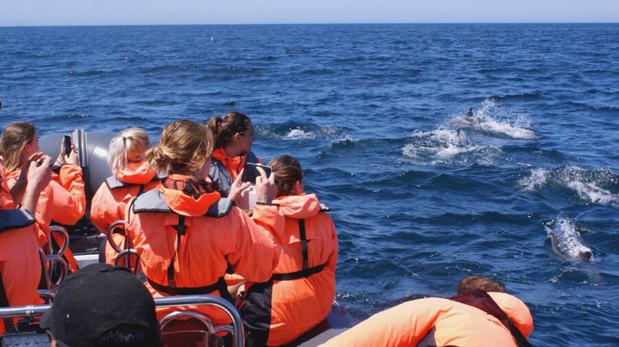 Dolphins Watching - Portimão - Who will enjoy the boat most
