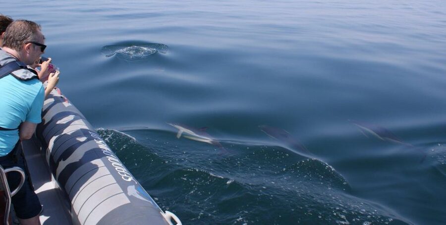 Dolphins Watching - Portimão - Simple ways to prepare