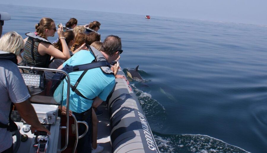 Dolphins Watching - Portimão - Booking flexibility and basic access