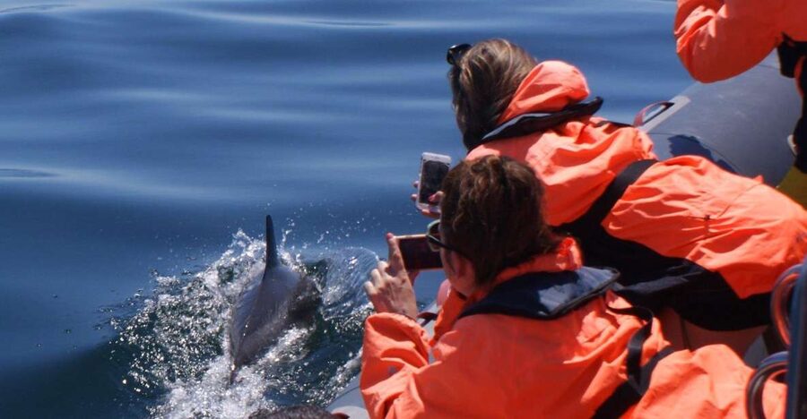 Dolphins Watching - Portimão - Searching the waters off Portimão