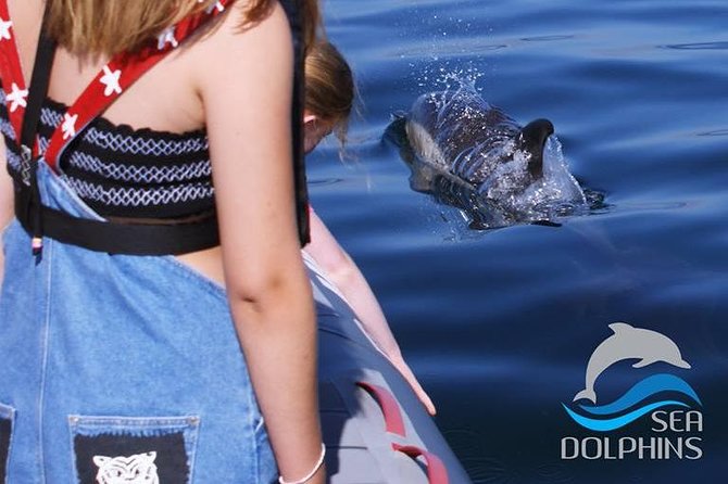 Dolphins Watching - Searching for dolphins at sea