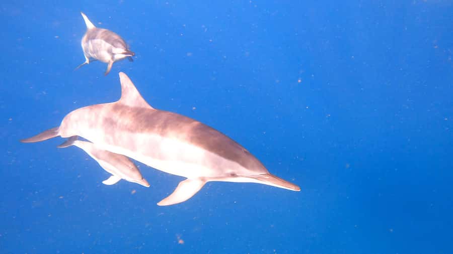 Dolphins & whale watching - Swimming near dolphins in open water