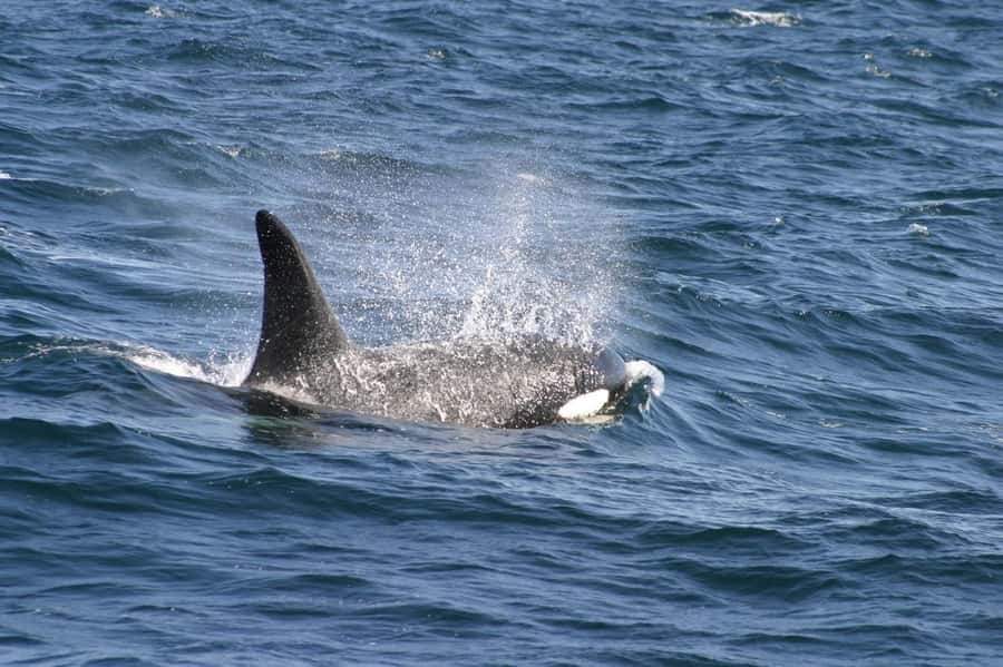 Dolphins & Whales, Private Tour Snorkeling - Key points at a glance