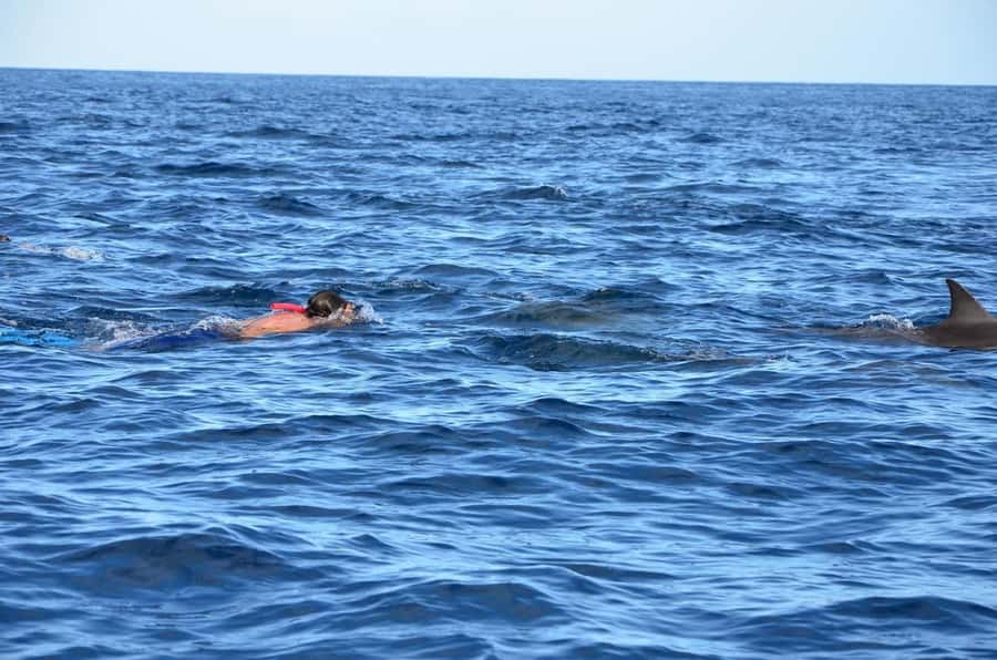 Dolphins & Whales, Private Tour Snorkeling - Who will get the most from this trip