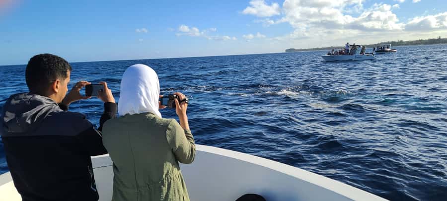 Dolphins & Whales, Private Tour Snorkeling - Is $635 good value for four people?