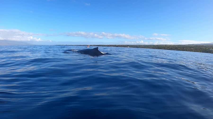 Dolphins & Whales, Private Tour Snorkeling - Setting out by speedboat