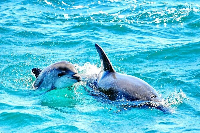 Dreamer Cave and Dolphins Boat Tour Ticket Albufeira - The first hour: sea caves near Carvoeiro