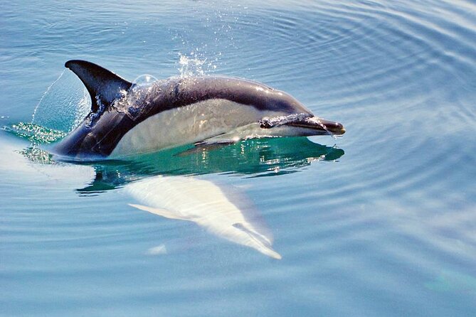 Dreamer Cave and Dolphins Boat Tour Ticket Albufeira - What to bring and what to expect on the water