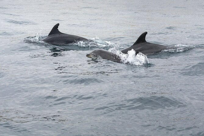 Dreamer Cave and Dolphins Boat Tour with Transport from Albufeira - Why this short Albufeira trip packs in plenty