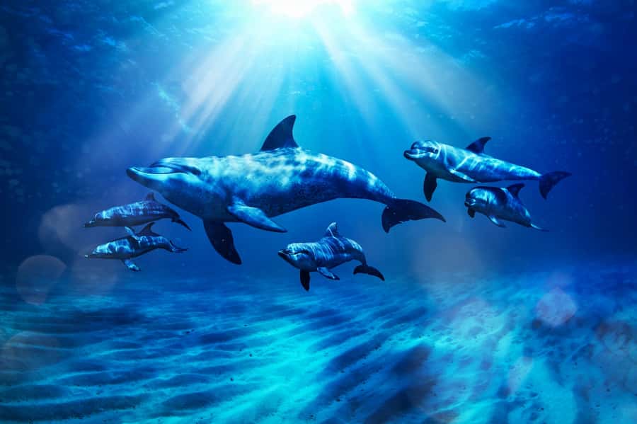 Dubai: Atlantis Dolphin Kayak Trip & Aquaventure Waterpark - Key points to know before booking