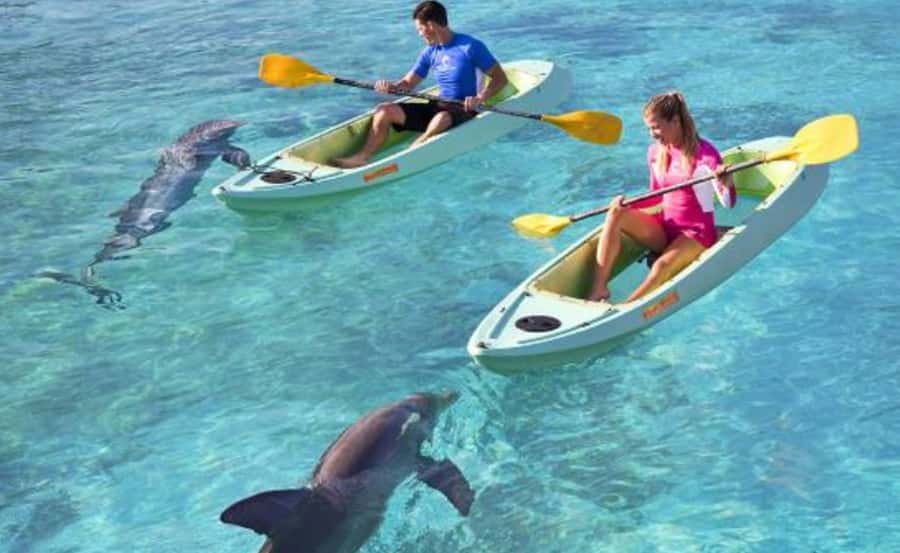 Dubai: Atlantis Dolphin Kayak Trip & Aquaventure Waterpark - What the dolphin briefing adds