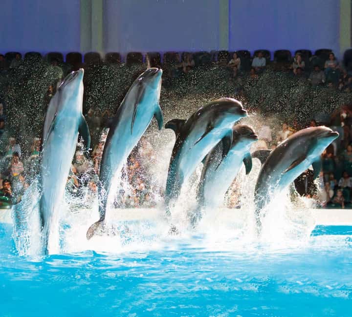 Dubai: Dubai Dolphinarium Dolphin, Seal & Bird Show Tickets - Dolphins and Seals Take Center Stage