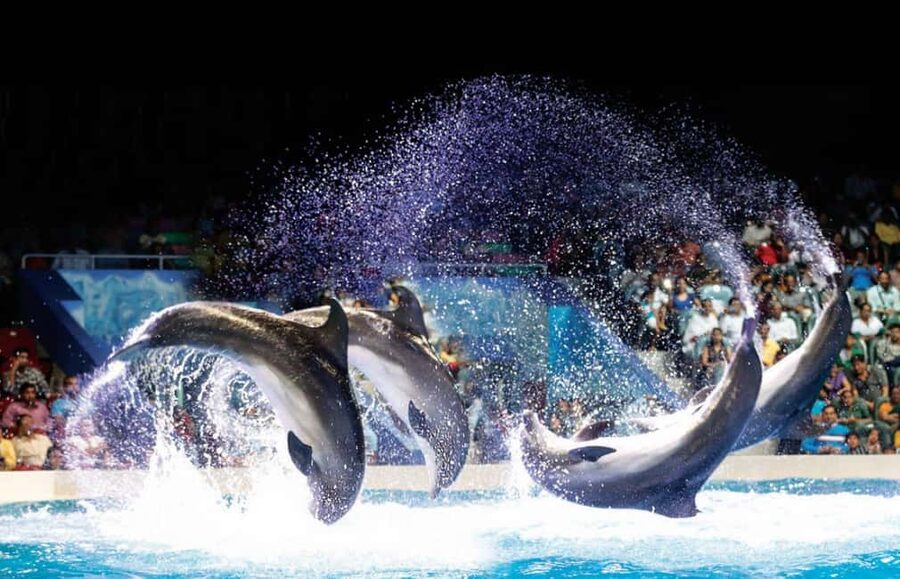 Dubai: Dubai Dolphinarium Dolphin, Seal & Bird Show Tickets - What the Visit Feels Like for Children