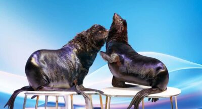Dubai Dolphinarium Dolphin, Seal & Bird Show Tickets