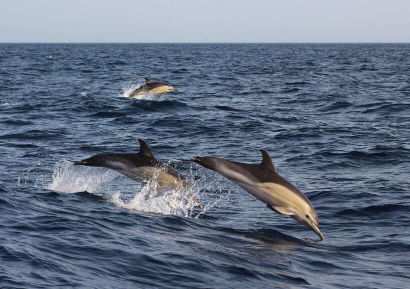 Dumaguete: Dolphin Watching & Manjuyod Sandbar Private Tour - Dolphins First, Then Manjuyod Sandbar