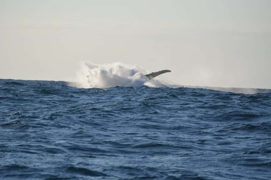 Durban: Durban: Whale and Dolphin Watching Boat Tour - Key points to know before you book