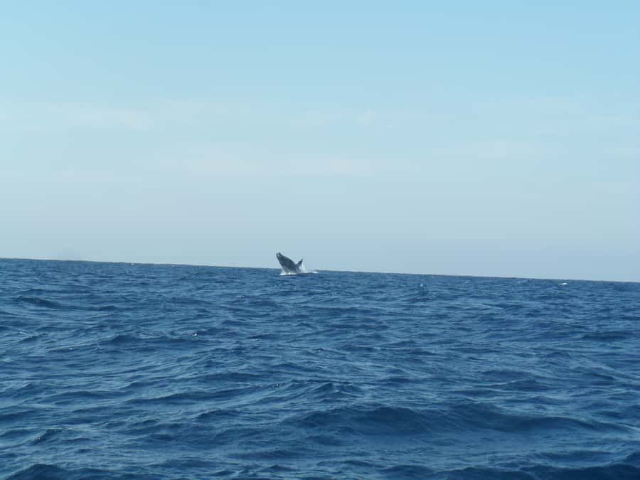 Durban: Durban: Whale and Dolphin Watching Boat Tour - Leaving Wilson’s Wharf for the Indian Ocean