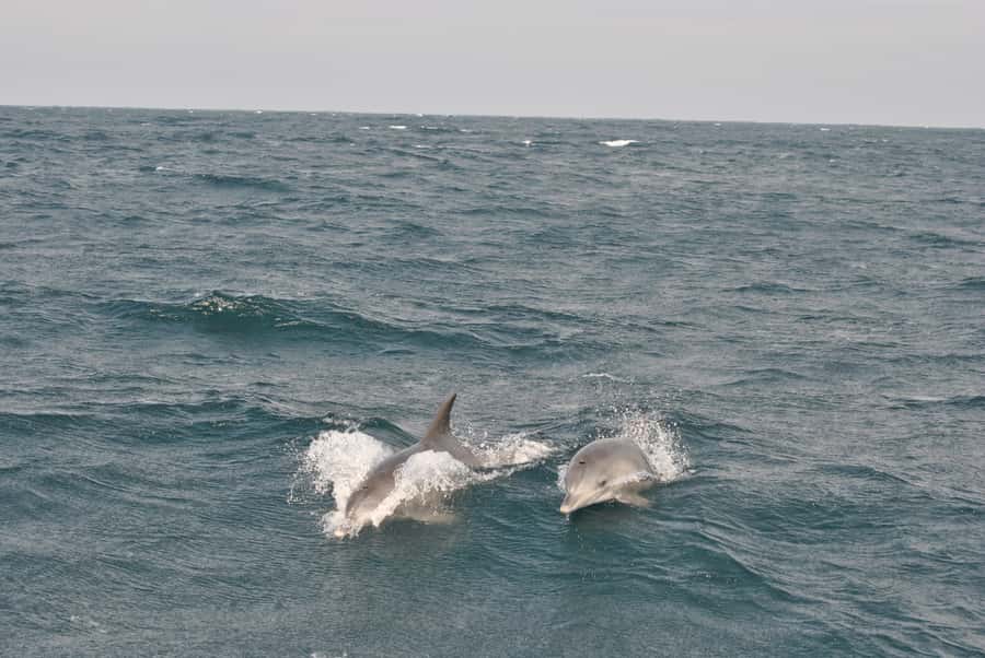 Durban: Durban: Whale and Dolphin Watching Boat Tour - Dolphins, turtles, sharks, and the rest of the cast