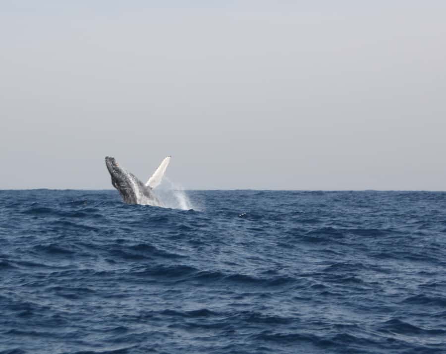Durban: Durban: Whale and Dolphin Watching Boat Tour - The guide can shape the whole experience