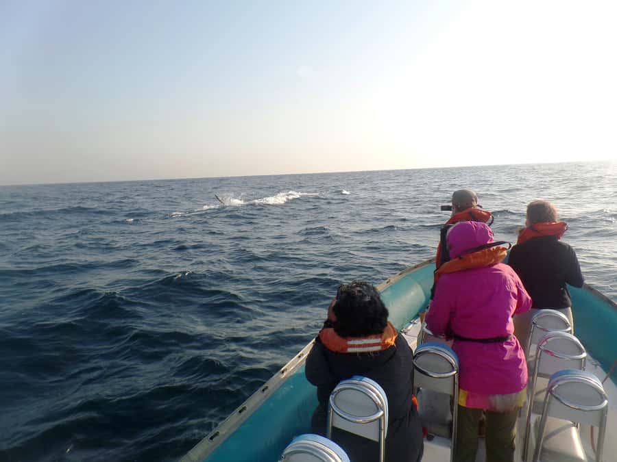 Durban: Durban: Whale and Dolphin Watching Boat Tour - Is $102 good value for two hours?
