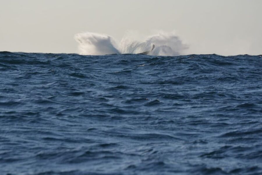 Durban: Durban: Whale and Dolphin Watching Boat Tour - Practical comfort and safety details