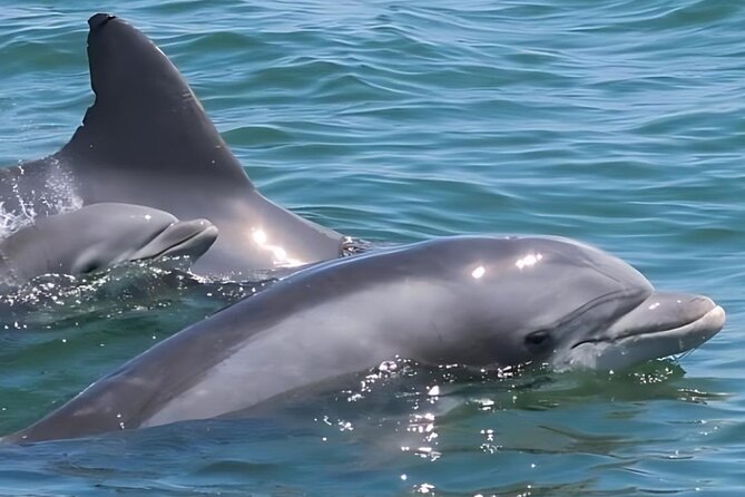 EARLY BIRD SPECIAL: Speed Boat & Dolphin Cruise in Ocean City, MD - Through the inlet and up the beach