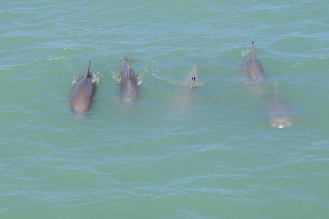 Eco and Dolphin Watch Tour of South Padre Island - Why this South Padre dolphin cruise is worth considering