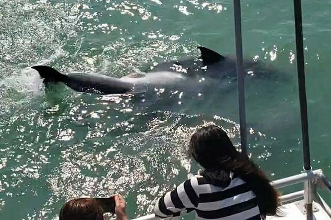 Eco and Dolphin Watch Tour of South Padre Island - The eco net makes this more than a dolphin ride