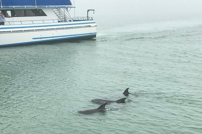 Eco and Dolphin Watch Tour of South Padre Island - Guides, commentary, and the tone on board