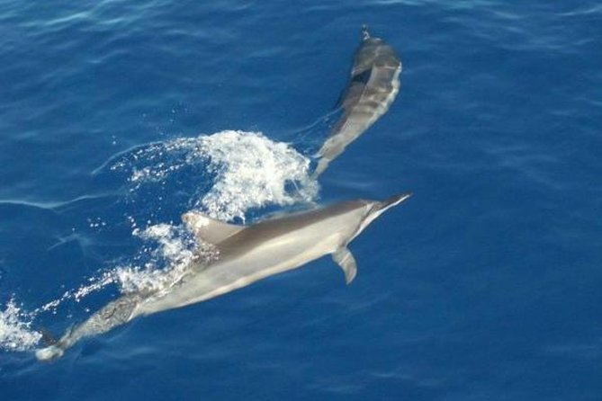 Eco and Dolphin Watch Tour of South Padre Island - Is $19.48 a good value?