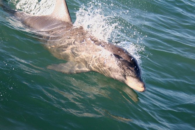Eco and Dolphin Watch Tour of South Padre Island - The route through South Padre Island waters