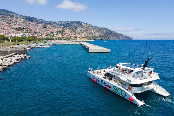 Eco-Friendly Catamaran Dolphin and Whale Watching - Should you book Magic Dolphin?