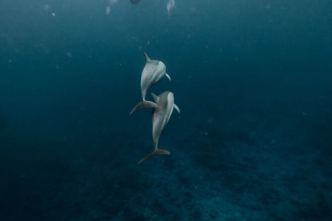 Eco-friendly Dolphin Watching Tour in Mauritius - Key points to know before booking