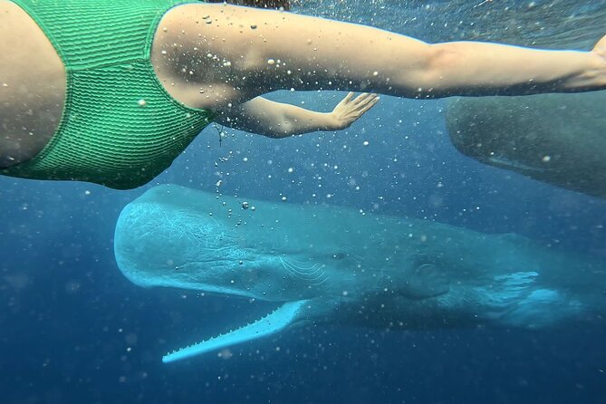 Eco-friendly Dolphin Watching Tour in Mauritius - Starting from Le Morne for a private sea outing