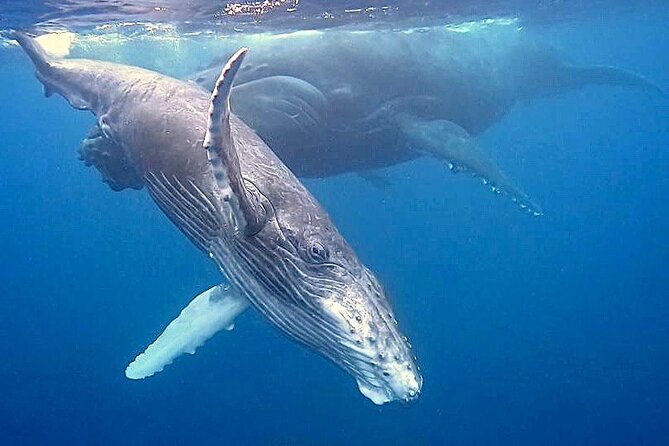 Eco-friendly Dolphin Watching Tour in Mauritius - Snorkeling in the lagoon and seeing Crystal Rock