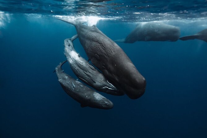 Eco-friendly Dolphin Watching Tour in Mauritius - A quiet breakfast on the boat