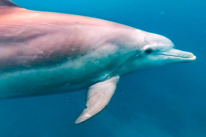 Eco-friendly Dolphin Watching Tour in Mauritius - Who will enjoy this Le Morne boat trip most