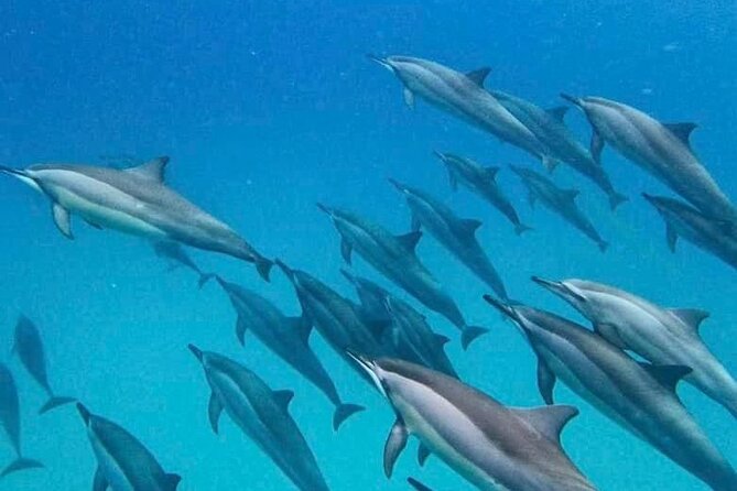Eco-friendly Dolphin Watching Tour in Mauritius - A short dolphin briefing before the boat leaves