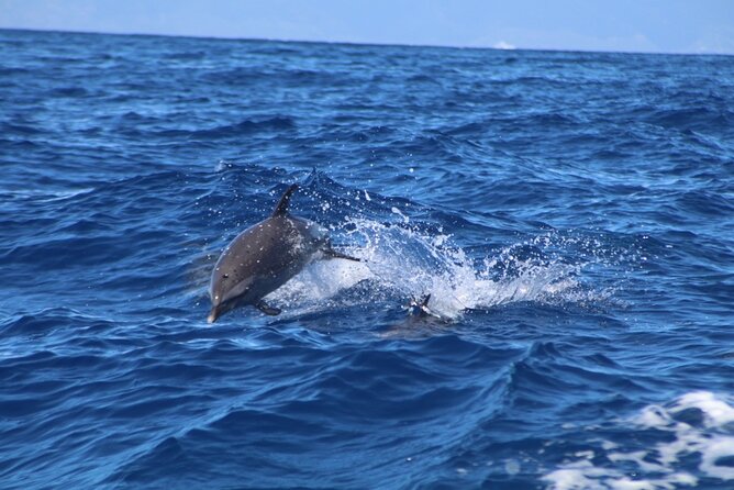 Eco-Raft Tour: Maui-Lanai Snorkel / Dolphin Watch (Semi-Private) - Dolphin watching without the snorkeling