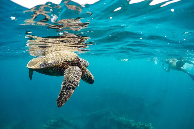 Eco-Raft Tour: Maui-Lanai Snorkel / Dolphin Watch (Semi-Private) - The seasonal whale and snorkel version